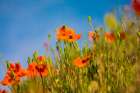 USA-Washington State-Palouse Orange poppy plant Art Print